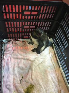 A poorly juvenile African penguin